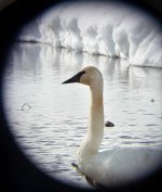 trumpeter swan.jpg