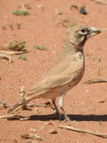 Thick-billed Lark 2.JPG