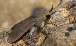 Muslin Moth 003.jpg