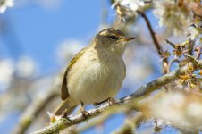 Chiffchaff-(8)-fbook.jpg