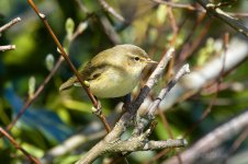 Chiffchaff-(25)-fbook.jpg