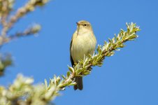 Chiffchaff-(34)-fbook.jpg