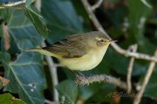 Chiffchaff-(45)-fbook.jpg