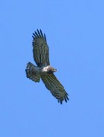 Short-toed snake eagle (Circaetus gallicus) Meladia Valley 130423 cc Ron McDonald.jpg