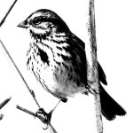 song sparrow.jpg