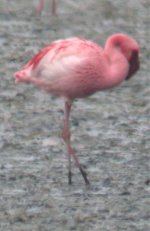 LesserFlamingo2a_250406.jpg