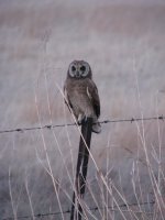 Marsh Owl.JPG