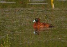 Masked_Duck_Regua_040908c.jpg