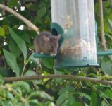 wood mouse 3.jpg