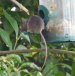 wood mouse 4.jpg