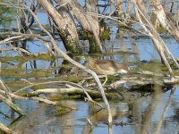 L1210349_Squacco Heron.jpg