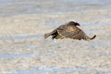 turkeyVulture_X0194_35l.jpg