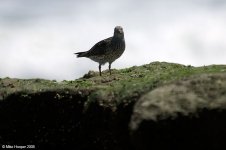 surfbird_X0194_131l.jpg