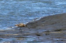 marbledGodwit_X0194_48l.jpg