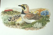 horned lark_1.jpg