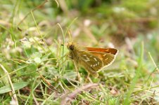 Silver-spotted Skipper, aston.jpg