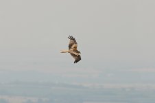 Red Kite aston 1.jpg