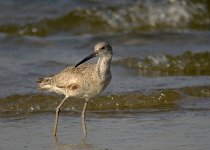 WILLET66.JPG