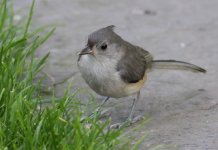 1.TuftedTitmouse.JPG