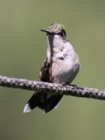 2.RubyThroatedHummingbird.JPG