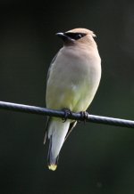 3.CedarWaxwing.JPG