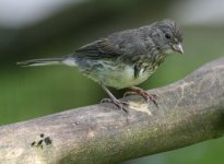 4.DarkEyedJunco.JPG