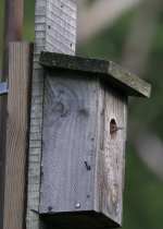 5.HouseWren.JPG