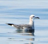 Immature_Gull_DSC_8622.jpg