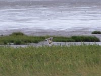 2008_0902aberdeenowl.jpg