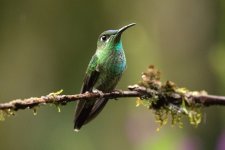 La Brisa Hummingbird feeders Ecuador 3-2023 (142).jpg