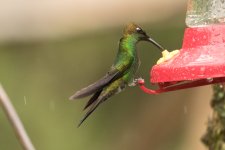 La Brisa Hummingbird feeders Ecuador 3-2023 (115).jpg
