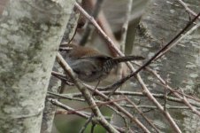 a - Wren 04-08-2023 Camano WA 6660.jpg