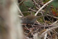 a - Wren 04-08-2023 Camano WA_6662.jpg