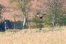 marsh harrier2.jpg