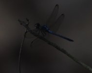 Unknow Dragonfly.jpg