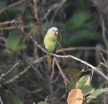 Blossom-headed Parakeet, female.jpg