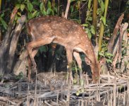 Indian Spotted Deer.jpg