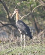 Lesser Adjutant 2.jpg