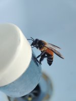Giant Honeybee.jpg