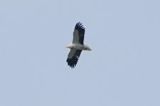 Egyptian vulture Kalloni Raptor Watch point 220423 - cc Howard Vaughan.jpg