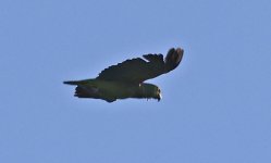 Yellow-crowned Amazon 010.jpg