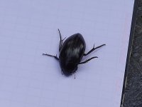 03812M Beetle.jpg