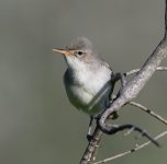 Olive Tree warbler, Skala Vasilikon, 280423 cc Ron McDonald.jpg