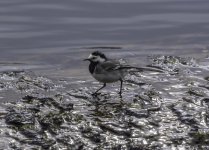 Pied or White Wagtail.jpg