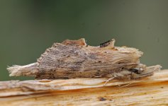 Pale Prominent 032.jpg