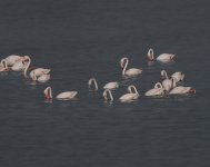Flamingo_Larnaca_190423a.jpg