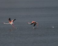 Flamingo_Larnaca_190423b.jpg