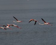 Flamingo_Larnaca_190423c.jpg