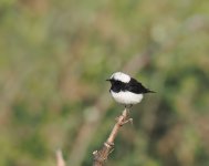 Cyprus Pied Wheatear_Troodos_200423a.jpg