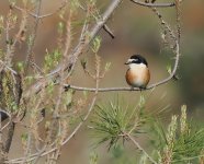 Masked Shrike_Troodos_200423c.jpg